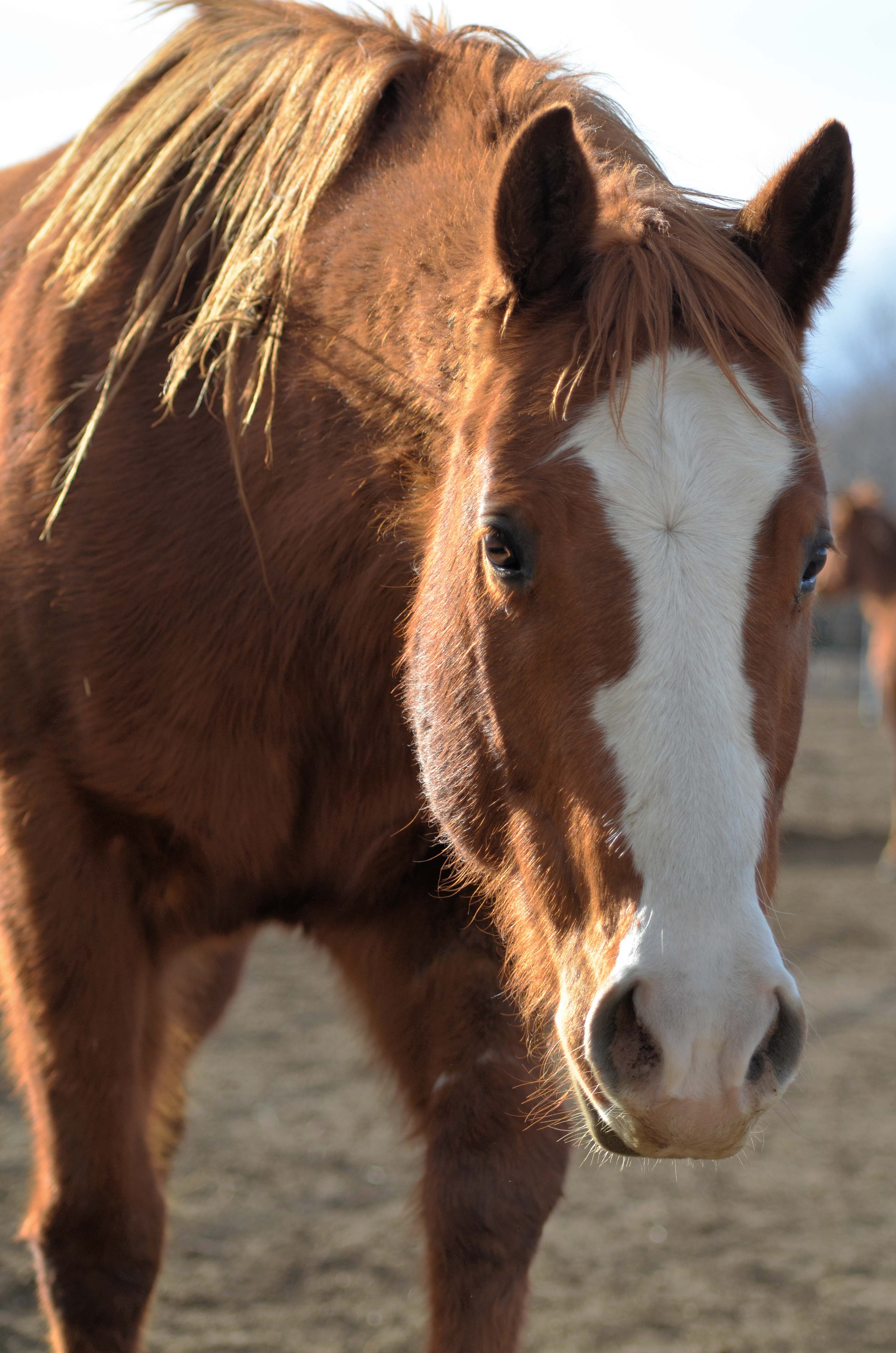 Sponsor a Horse – Colorado Horse Rescue Sponsor a Horse – Colorado Horse Rescue